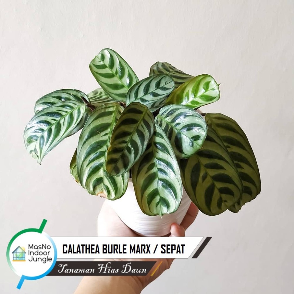  Calathea  Burle Marx calatea